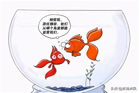 金魚缸效應行政學|金魚缸效應：行政改革新方向